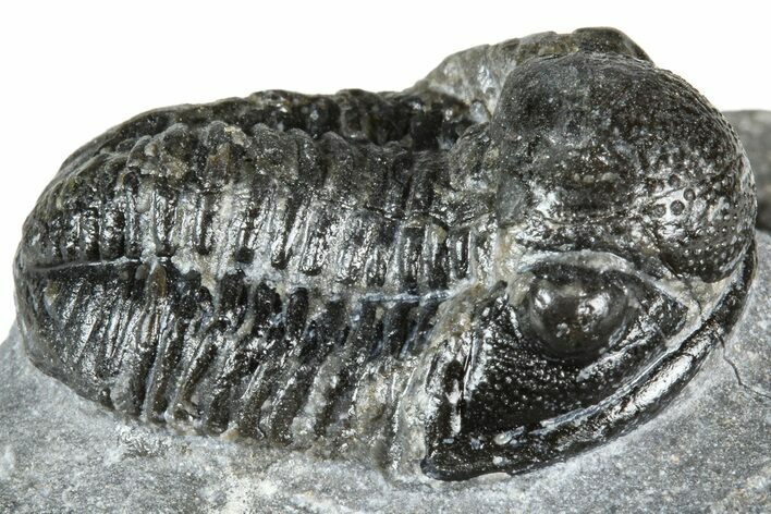 Bargain, Detailed Gerastos Trilobite Fossil - Morocco #363946